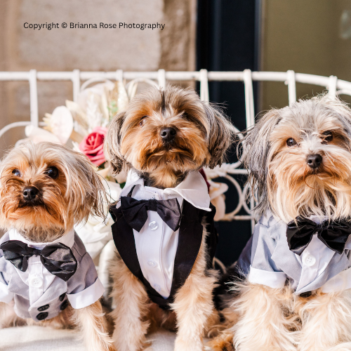 vendor category image website 2